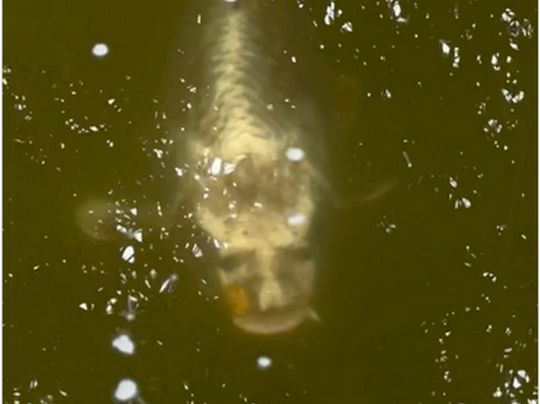 Риба з обличчям путіна