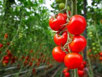 томати вирощування
