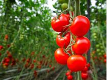 томати вирощування