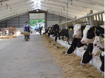 Молочне скотарство, ферма