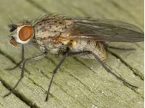 Цибулева муха