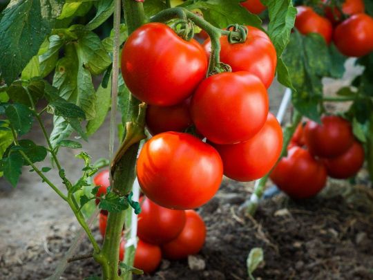 Гарний врожай помідорів