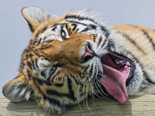 Языковатый тигр