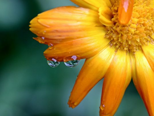 Цветок с каплями дождя
