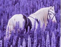 Кінь на квітковому полі