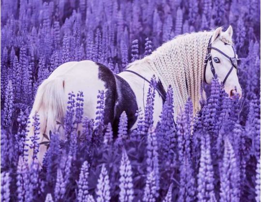 Лошадь на цветочном поле