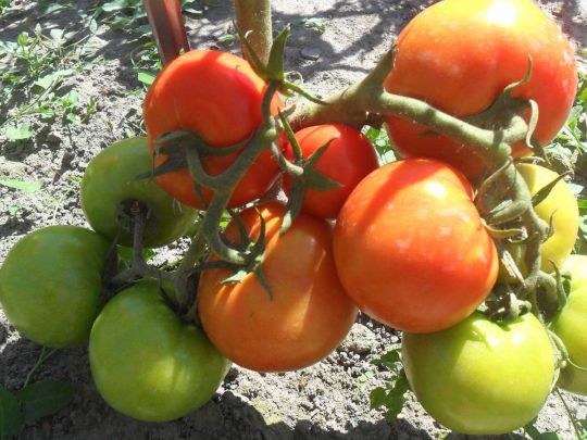 Вызревание томатов
