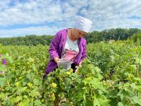Збір ягід у Ярмолинецькому лісгоспі