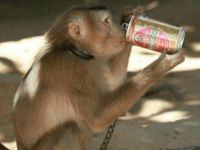 Мавпа п'є алкоголь