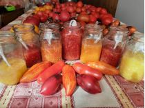 як правильно збирати насіння томатів