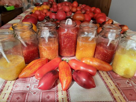 как правильно собирать семена томатов