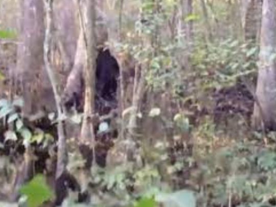 Єті — скрін відео