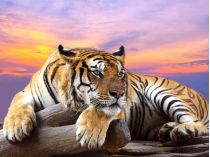Замріяний Тигр
