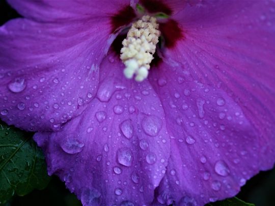 Дождевые капли на цветке