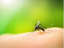боротьба з комарами