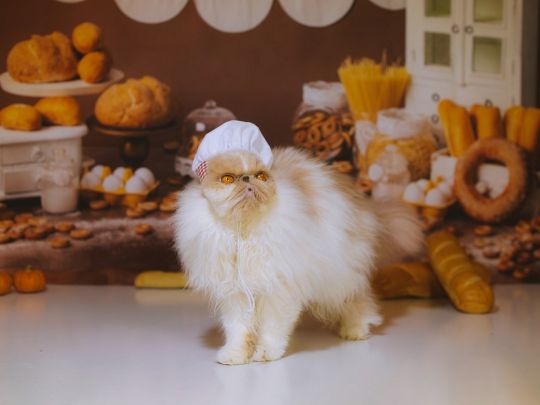Кот-кулинар
