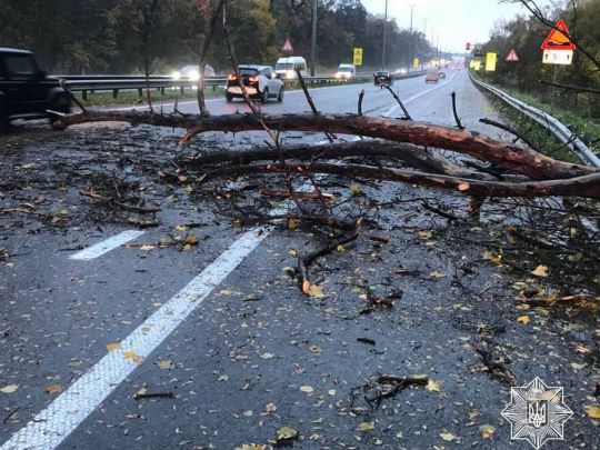 Дерево на дорозі