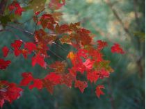 Красные листья на деревьях