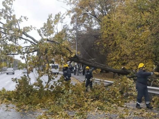 Зламане дерево