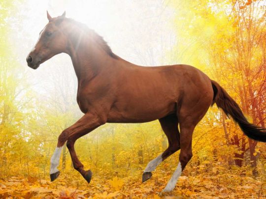 Кінь у променях сонця