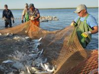 рыбный кризис в Крыму