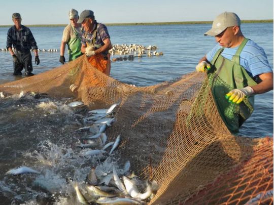 рибна криза у Криму