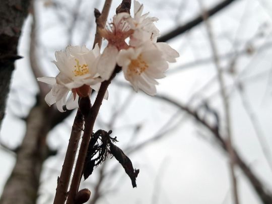 Цвітіння сакури