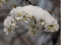 Сніг на квітах абрикоса