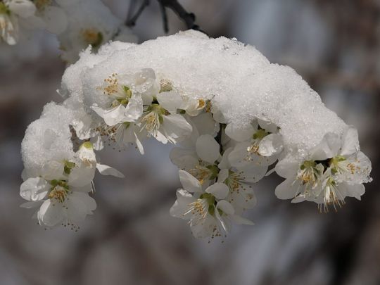 Снег на цветах абрикоса