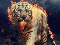 Огненный тигр
