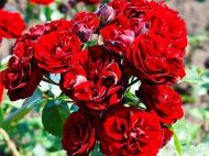 Найгірші сусіди троянд: не&nbsp;садіть &laquo;царицю квітів&raquo; поруч з&nbsp;цими рослинами