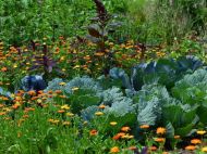 Морква любить плюс 20: за&nbsp;якої температури повітря можна висаджувати насіння рослин у&nbsp;відкритий грунт