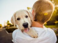 Як&nbsp;вивести бліх у&nbsp;собаки: поради ветеринара