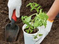 Когда следует высаживать рассаду в&nbsp;почву: советы специалистов