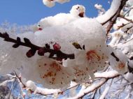 На&nbsp;Україну насуваються холоди: як&nbsp;вберегти розсаду від приморозків (відеопоради від аграрія-практика)