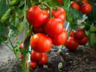 Покладіть це&nbsp;в&nbsp;лунку при посадці перцю, огірків чи&nbsp;томатів: вони відразу підуть в&nbsp;ріст і&nbsp;дадуть великий урожай (відео)