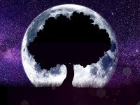 Місяць та дерево