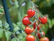 Киньте це&nbsp;в&nbsp;лунку при посадці томатів, і&nbsp;врожай буде більшим в&nbsp;10 разів (відео)