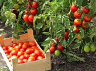 Перші пасинки не&nbsp;видаляйте: як&nbsp;збільшити урожай помідорів у&nbsp;8 разів&nbsp;&mdash; саджаємо томати по&nbsp;методу Маслова