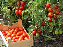 Хороший урожай томатов