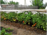 Плохие «соседи» помидоров: обратите внимание, потому что останетесь без урожая