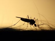 Комары возвращаются: как избавиться от&nbsp;кровопийц с&nbsp;помощью сахара и&nbsp;мыла