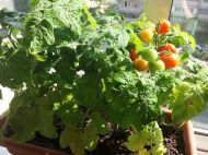 Як&nbsp;приготувати ґрунт для помідорів у&nbsp;горщиках на&nbsp;балконі: додайте 4 інгредієнти