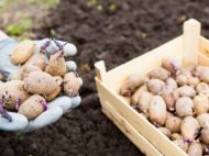 Саджаємо картоплю: коли, на&nbsp;яку глибину, під лопату чи&nbsp;культиватор