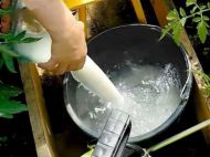 Секреты опытных огородников: зачем и&nbsp;как использовать молочную сыворотку на&nbsp;участке
