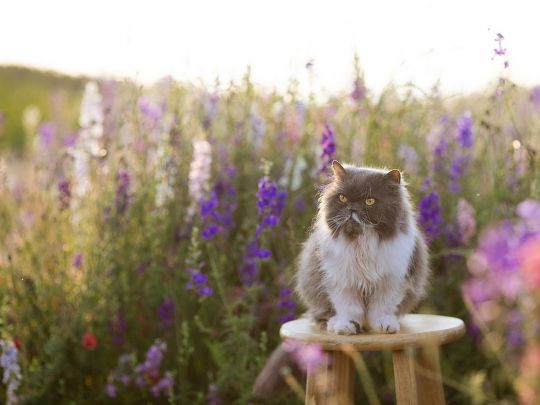 Кіт та квіти