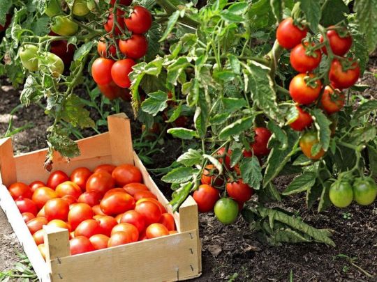 Врожай томатів