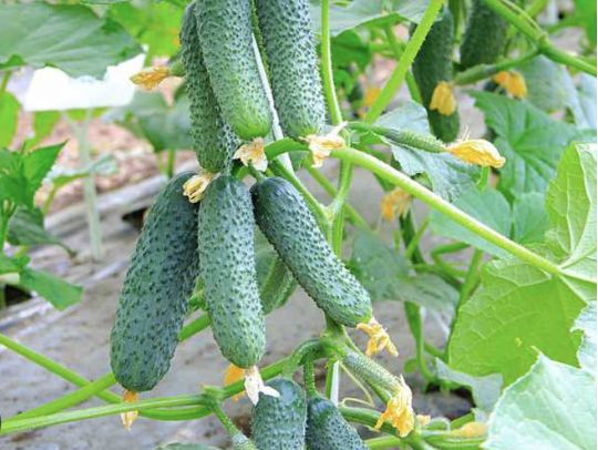 огірки