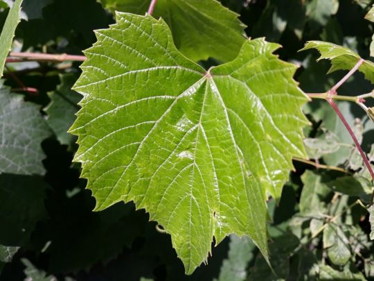 Виноградний лист