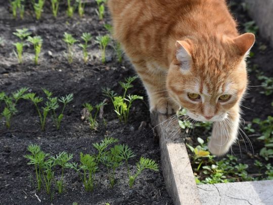 Кот на грядке с укропом